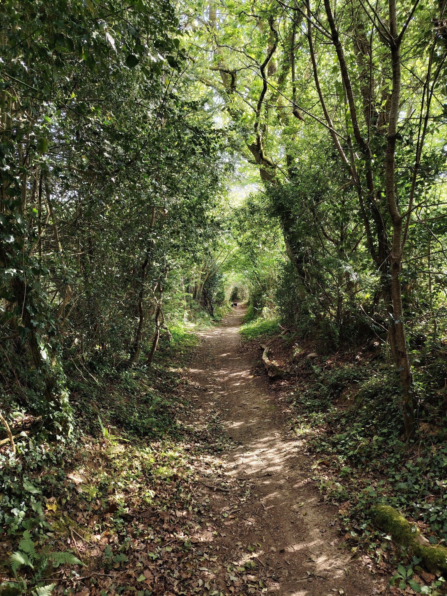 Forêt du Cranou